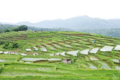 
vast expanse of rice with mountains in the background