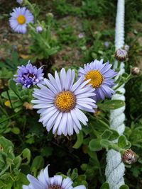 Close-up of white daisy flowers