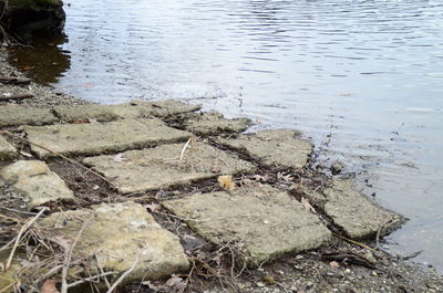 View of trees in water
