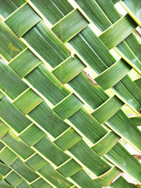 Detail shot of green leaf