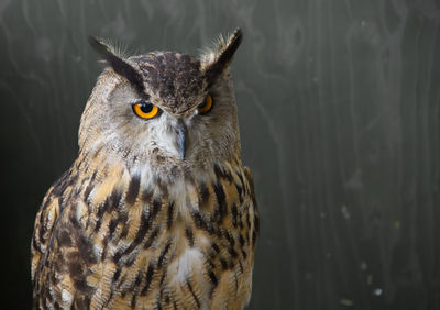 Close-up of eagle owl