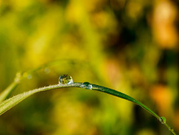 Close-up of water drops on blade of plant