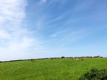Scenic view of grassy field against sky