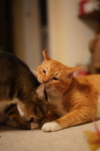 Close-up of a cat lying down