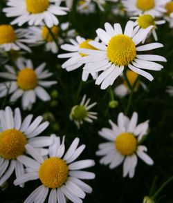 Close-up of white daisy flowers