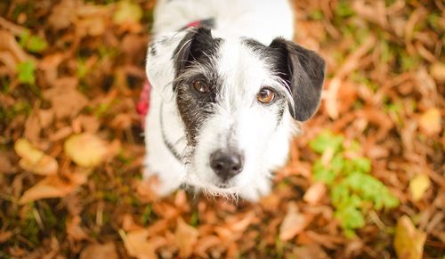 Close-up portrait of dog