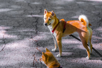 Dog looking away on road