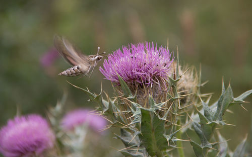 Close-up of honey bee on thistle