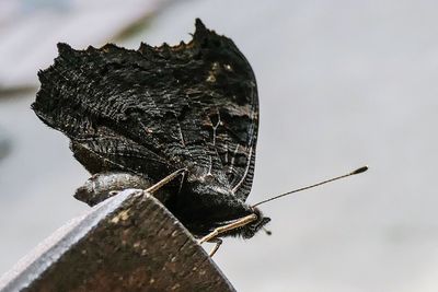 Close-up of insect on wood against sky