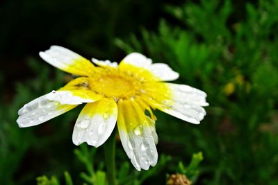 Close-up of wet yellow flower blooming outdoors