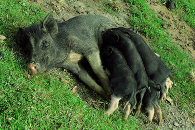 View of animal on field