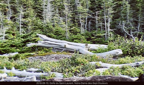 View of trees in forest