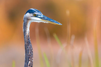 Close-up of a bird