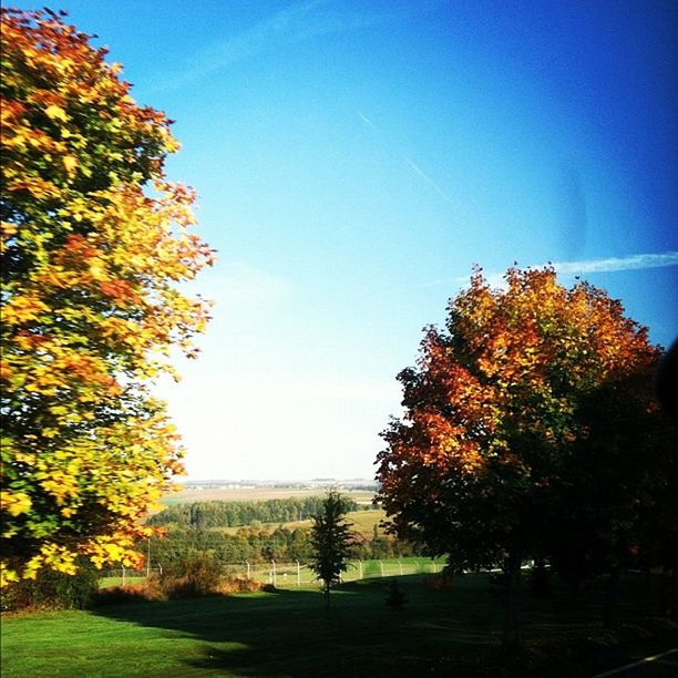 tree, autumn, tranquility, clear sky, change, blue, tranquil scene, beauty in nature, landscape, nature, field, scenics, growth, season, sky, grass, sunlight, branch, copy space, day