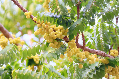 Low angle view of fruits growing on tree