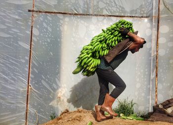 Side view of male worker carrying bananas by wall