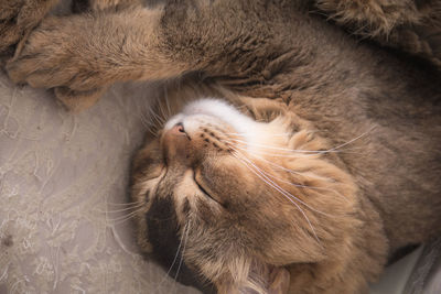 Close-up of a cat sleeping