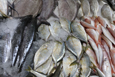 Fish for sale at market stall