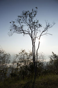 Bare tree on field against sky