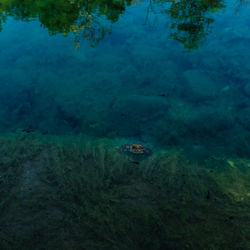 High angle view of duck swimming in sea