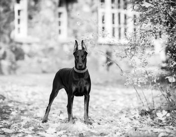 Portrait of dog standing on field