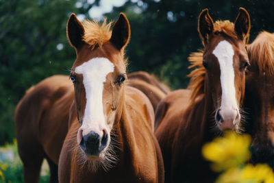 Portrait of horses in ranch