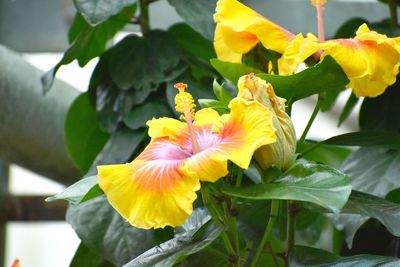 Close-up of yellow flowering plant