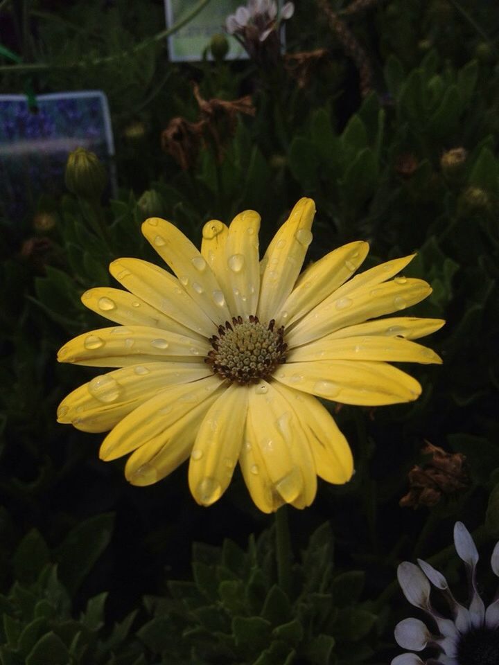 flower, petal, freshness, flower head, fragility, beauty in nature, growth, close-up, yellow, blooming, plant, nature, focus on foreground, single flower, pollen, high angle view, in bloom, leaf, no people, outdoors