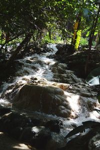 River flowing through forest