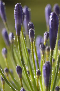 Close-up of purple flower buds