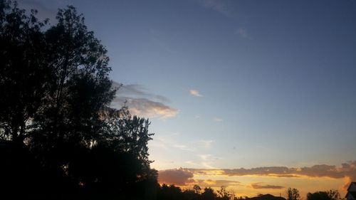 Silhouette of trees at sunset