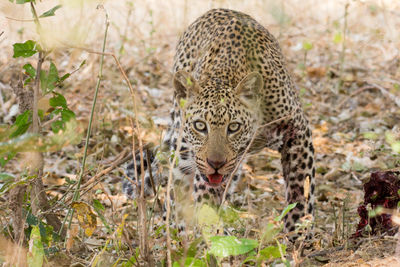 Portrait of leopard on field