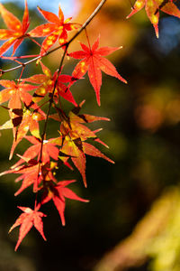 Close-up colorful fall foliage in sunny day. beautiful autumn landscape background