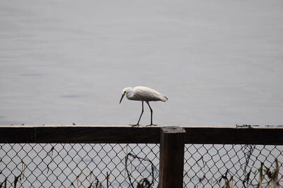 Bird perching on shore against sky