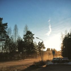 Road along trees