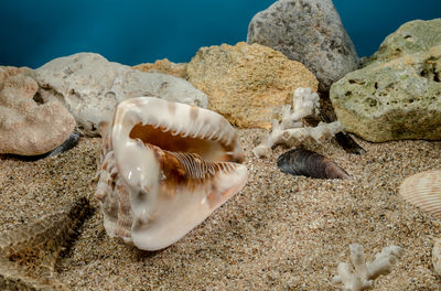 Close-up of seashell on rock