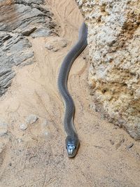 High angle view of snake on sand