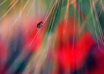 Close-up of insect on flower