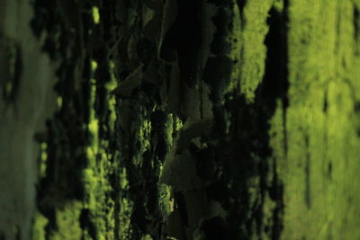 Close-up of plant against blurred background