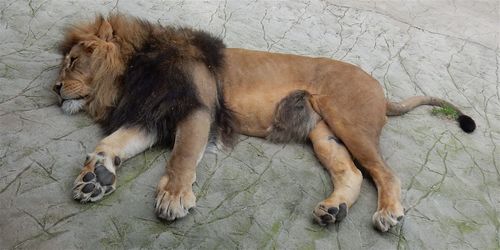 High angle view of lion sleeping on floor at zoo