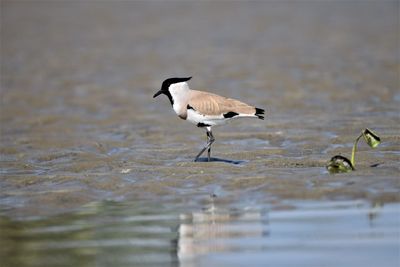 The river lapwing is a lapwing species which breeds from the indian subcontinent.