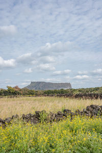 Scenic view of field against sky