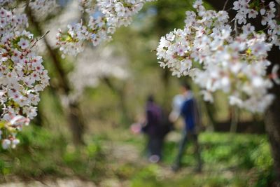 Close-up of flowers on tree