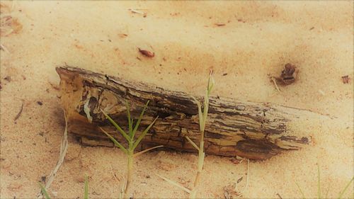 Close-up of insect