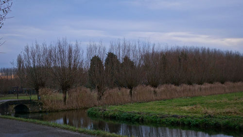Panoramic shot of grass by trees against sky