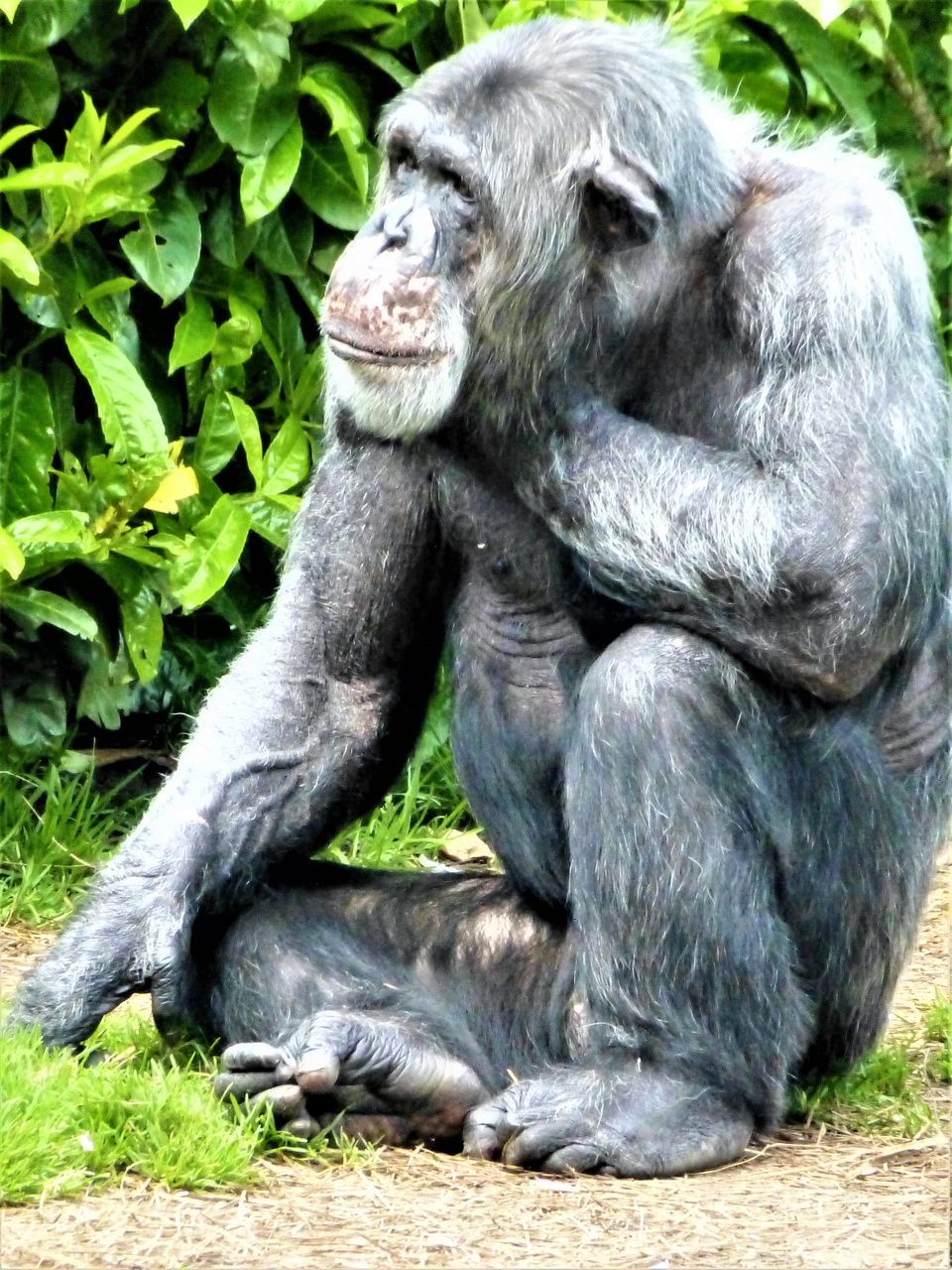 CLOSE-UP OF MONKEY ON GRASS