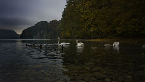 Swans swimming in lake