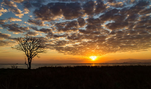 Silhouette trees on field against sky during sunset