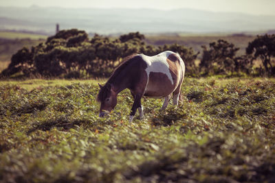 Close-up of a horse on field