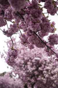Low angle view of cherry blossoms in spring